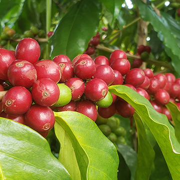 What Is Kona Coffee?