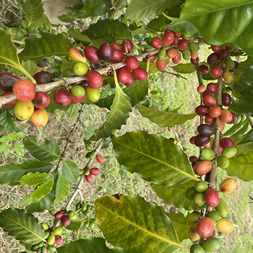From Cherry to Cup: The Full Journey of Kona Coffee Beans