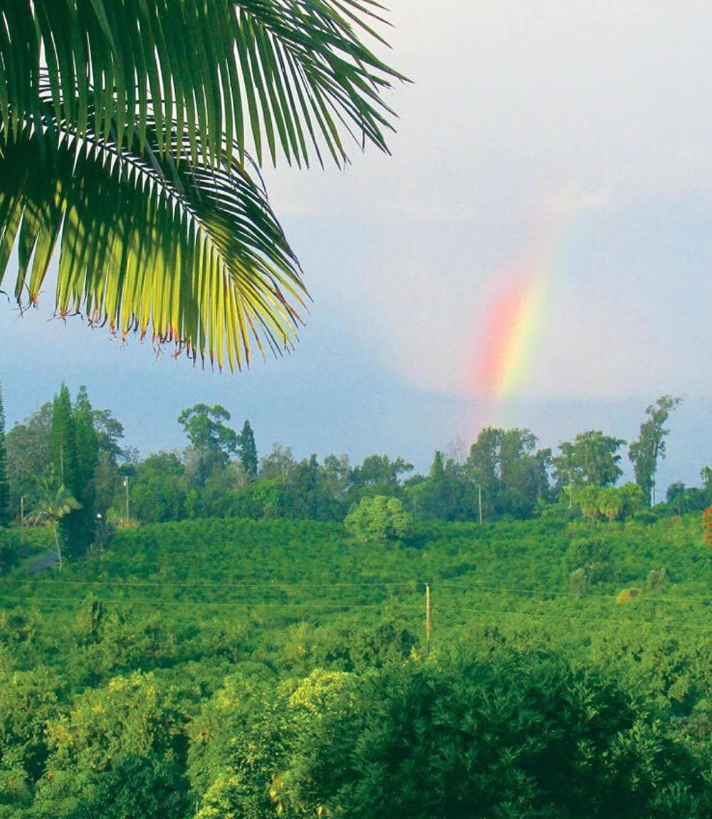 Buddha's Cup Kona Coffee and Tea Farm - Tourist Attraction in Holualoa