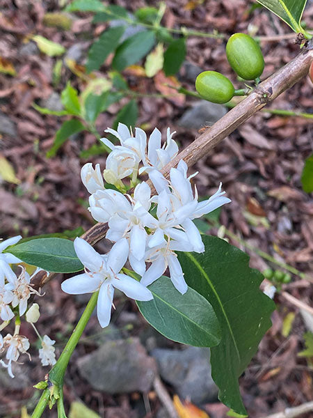 Kona Snow and Coffee Flowering