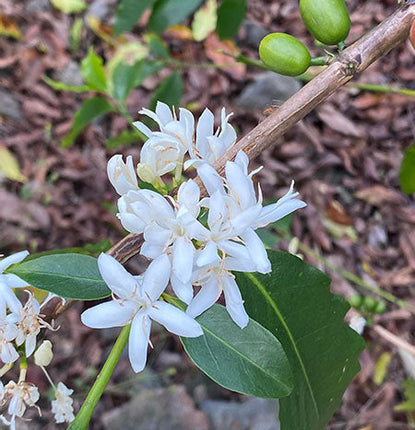 Kona Snow and Coffee Flowering
