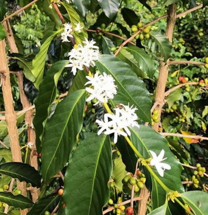 What is Kona Snow?