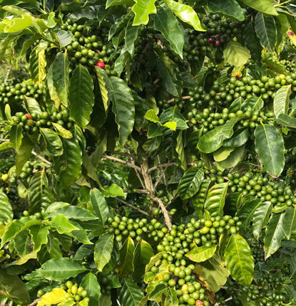 The Life Cycle of a Kona Coffee Tree, part 1