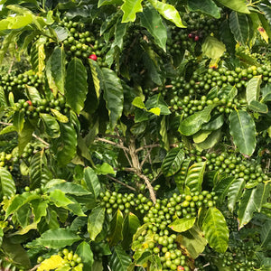 The Life Cycle of a Kona Coffee Tree, part 1