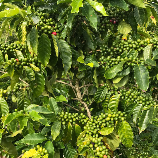 The Life Cycle of a Kona Coffee Tree, part 1