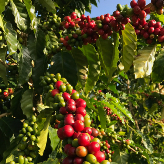 The Life Cycle of a Kona Coffee Tree, part II