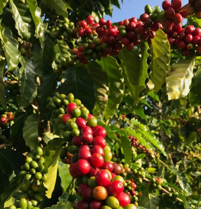 The Life Cycle of a Kona Coffee Tree, part II