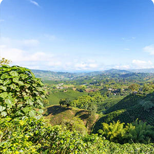 The Impact of High Altitude on Coffee Flavor and Quality