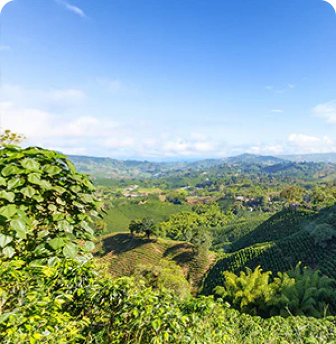 The Impact of High Altitude on Coffee Flavor and Quality