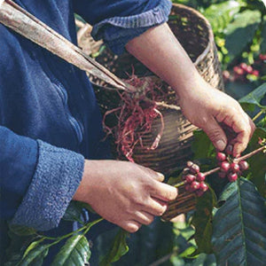 What is the Difference Between Coffee Roasters and Coffee Farms?