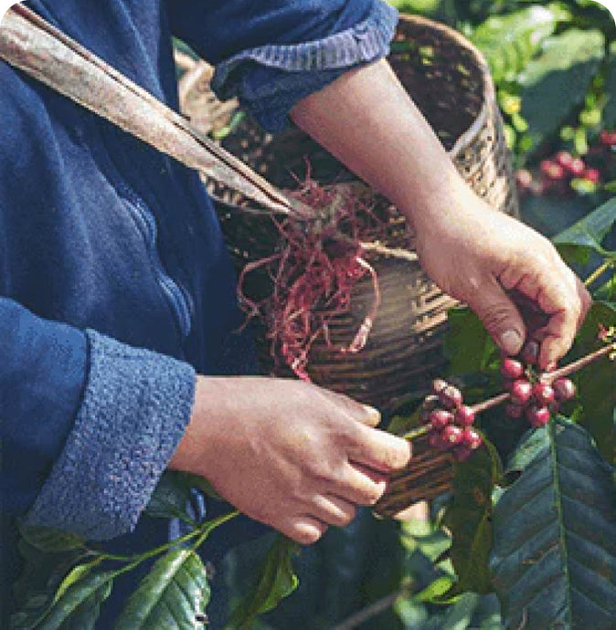 What is the Difference Between Coffee Roasters and Coffee Farms?