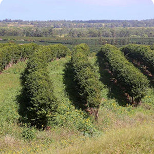 Where Is Kona Coffee Grown? Only One Place in the World