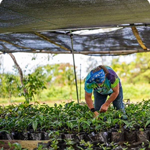 What Is Peaberry Coffee? Origins, Flavor, and Brewing Tips
