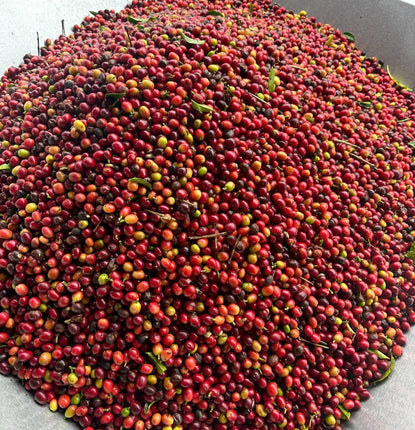 The New 51% Kona Coffee Law: A Major Win for Real Kona Coffee