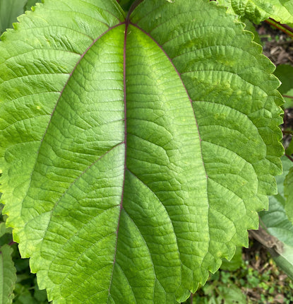 Make it Māmaki: The Benefits of Hawaiian Tea