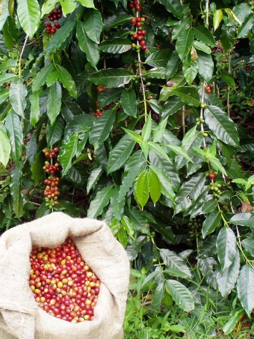 Why Single-origin Coffee is Better for You