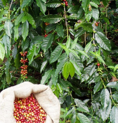 Why Single-origin Coffee is Better for You