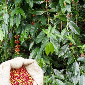 Why Single-origin Coffee is Better for You