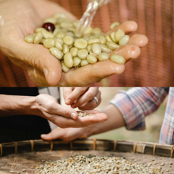 Our Coffee Processing Methods: Washed and Natural Explained