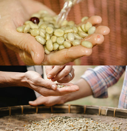 Our Coffee Processing Methods: Washed and Natural Explained