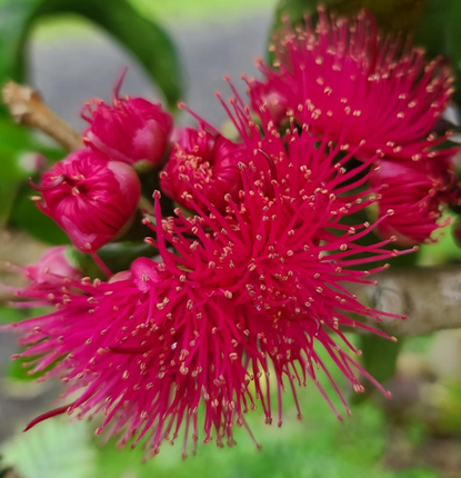 The Legendary ʻŌhiʻa Lehua Tree