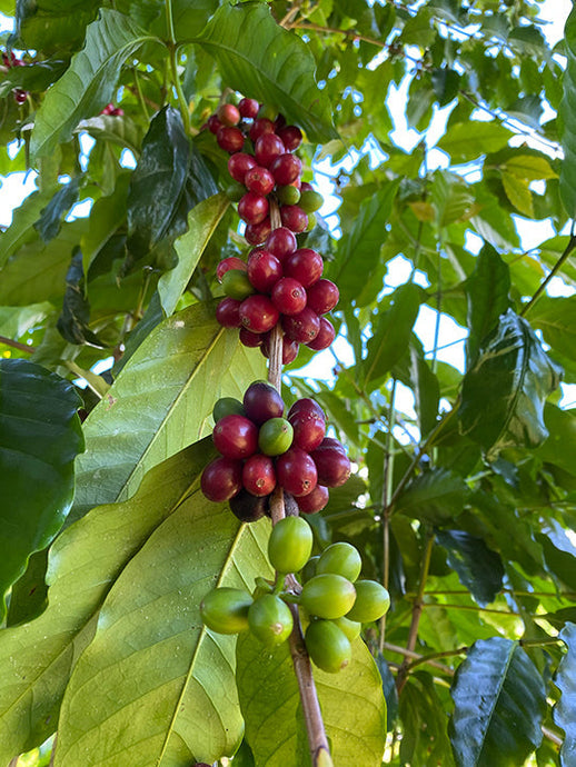To Your Health: Science Backs the Health Benefits of Coffee