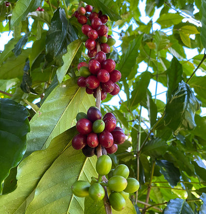 To Your Health: Science Backs the Health Benefits of Coffee