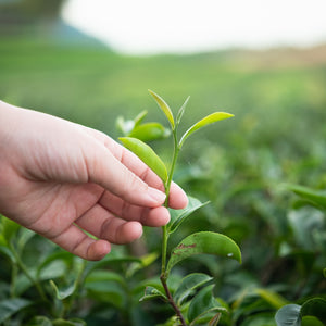 Green Tea Health Benefits: Myth or Reality?