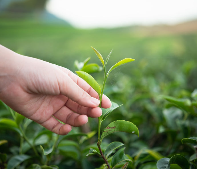 Green Tea Health Benefits: Myth or Reality?