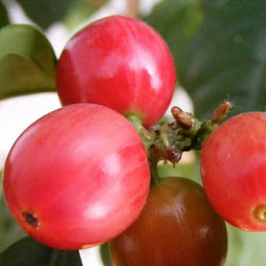 What is Peaberry Coffee (and why is it so special)?