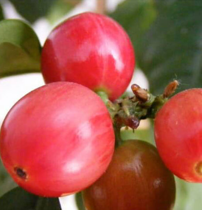 What is Peaberry Coffee (and why is it so special)?