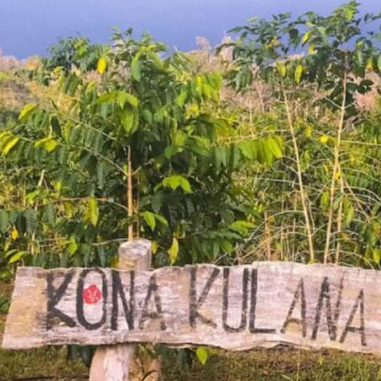 What to Expect on a Coffee Tour
