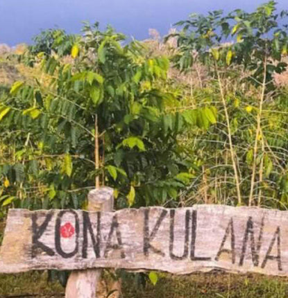 What to Expect on a Coffee Tour