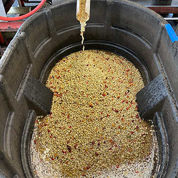 The Coffee Roasting Process at Buddha's Cup