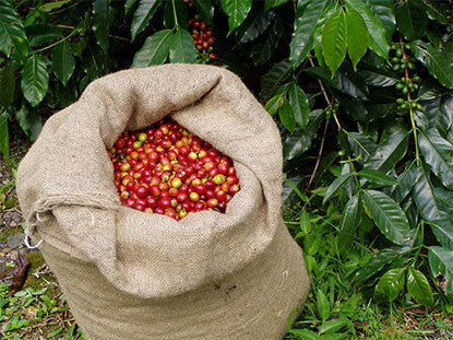 The Challenges Facing the Kona Coffee Industry in 2023