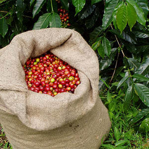 The Challenges Facing the Kona Coffee Industry in 2023