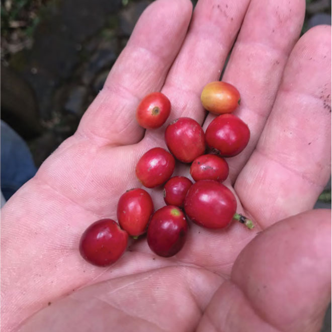 Shade Grown Coffee Benefits