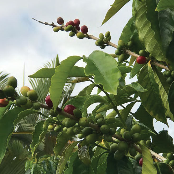 What makes Kona Coffee so Special?