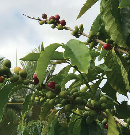 What makes Kona Coffee so Special?