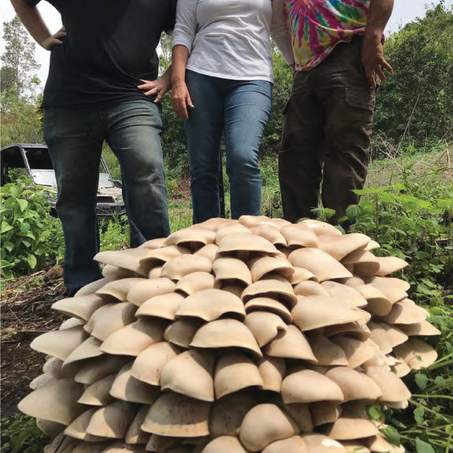 Giant Mushroom Cluster Found on our Farm!