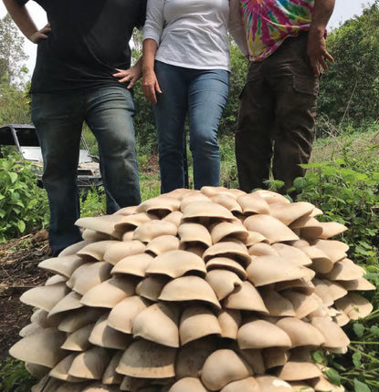 Giant Mushroom Cluster Found on our Farm!