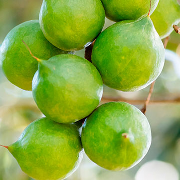 The History and Intercropping of Hawaiian Macadamia Nuts