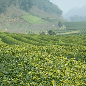 Understanding the Tea Making Process From Leaf to Cup