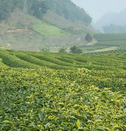 Understanding the Tea Making Process From Leaf to Cup