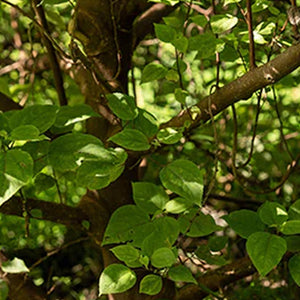 Top 7 Health Benefits of Mamaki Tea You Should Know About