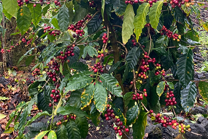Spotlight on Our Farmers: The People Behind Your Morning Cup - Buddha’s Cup