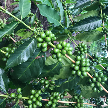 The Impact of Volcanic Soil on the Flavor of Kona Coffee
