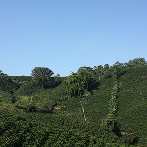 Why High Altitude Makes Better Coffee