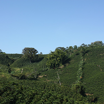Why High Altitude Makes Better Coffee