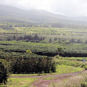 Where Is Kona Coffee Grown? Only One Place in the World